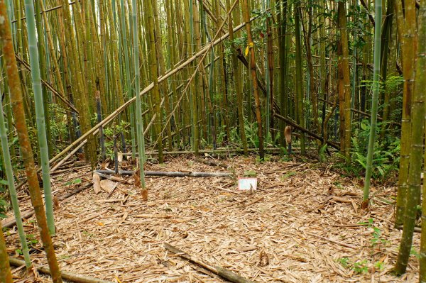 新竹 尖石 道下山、牛欄坑山、大混山3064749