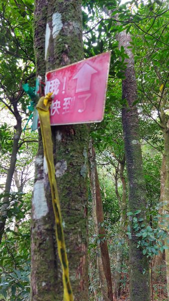 111/03/12東滿步道(東眼山進、滿月圓出)1643949