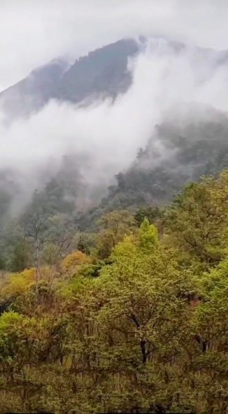 台中 八仙山國家森林遊樂區是台灣八景之一1297740