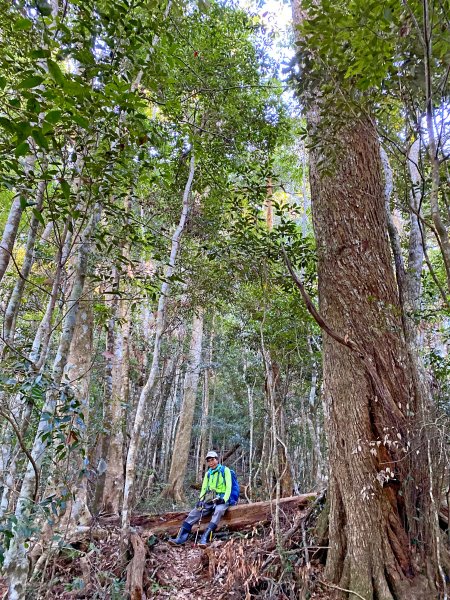 八仙山駐在所、東八仙山、八仙山O型走  1133155