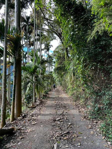 坪林林道走到線浸林道登馬路麻山和線浸山2384792