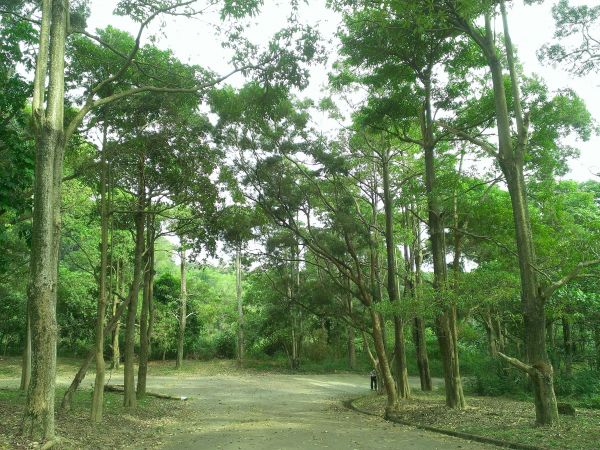 咬人狗登山步道-汪汪338720