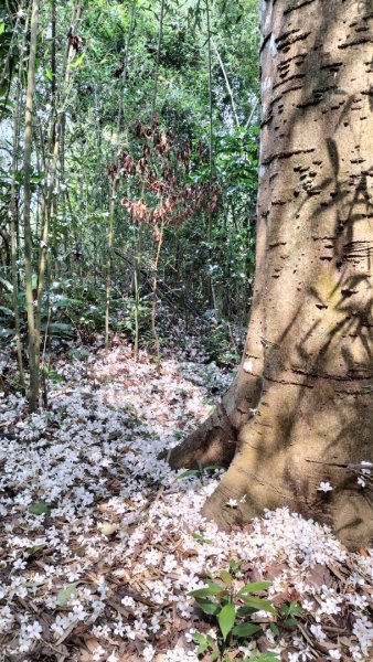 青潭竹林路2巷…青潭尖…新烏路…竹林路2479730