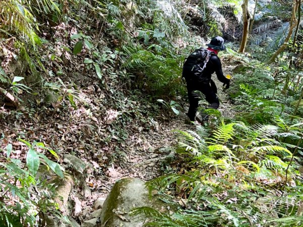 青桐林環走桐林山2018877