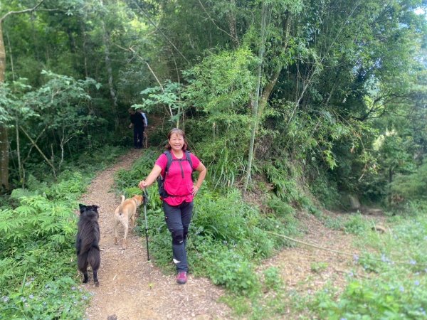 苗栗縣獅潭鄉鳴凰古道O型縱走2803683