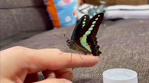【昆蟲】把蝴蝶養成小鳥！手手過去會「自己蹭上來」網讚：昆蟲也能這麼親人