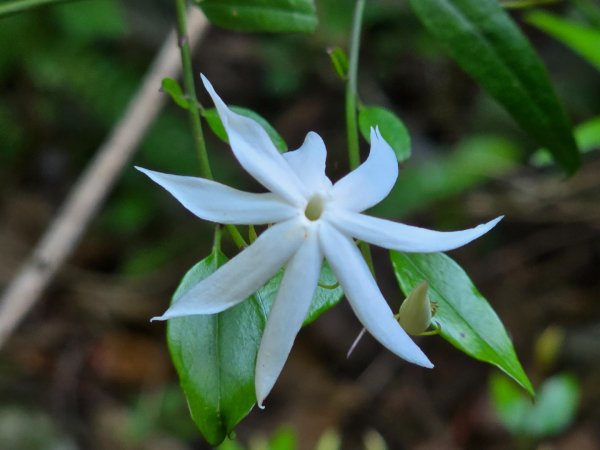 谷關松鶴橋對面的德芙蘭生態步道順登東卯山西南峰2748338