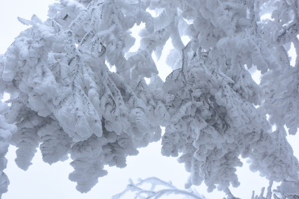  2021 D0101 純色北插1225520