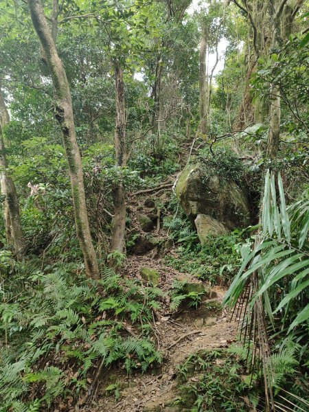 微笑山線：【天上山系】望月亭桐花段2855485