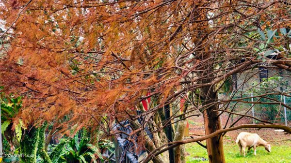 #花卉試驗中心 #永公路500巷 #平菁街42巷 #原住民公園 #士林官邸 1/42980372