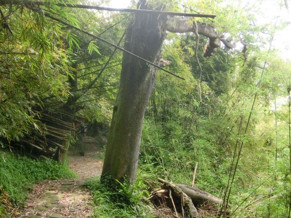 環七星山人車分道１326646