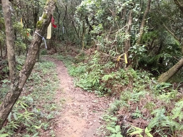 內湖區大丘田保甲路+開眼山+白石湖山+白石湖山東峰+大邱田山+消防山O型2858929