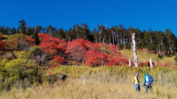 雪山巒大花楸2018-10-29446434