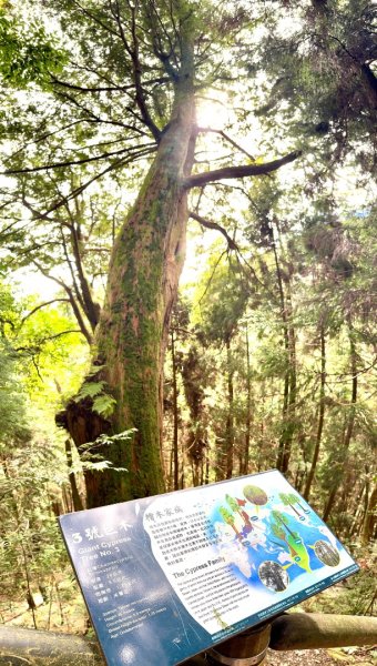 觀霧-檜山巨木群步道2925570