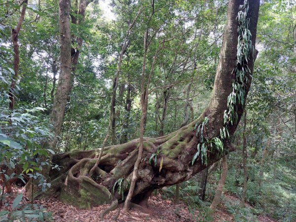 志繼山東眼山O型走202207161792406