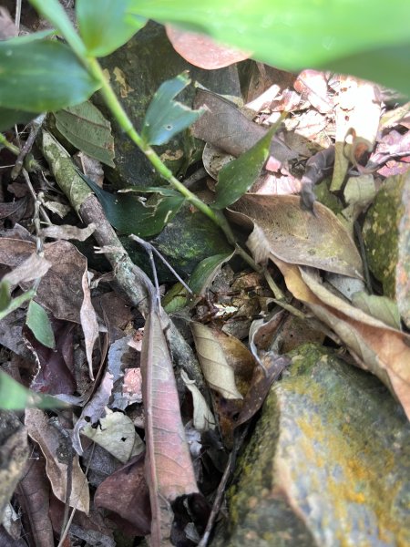 戶亞宇山基點峰-戶亞宇山主峰 2025.6.152815053