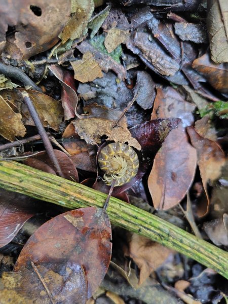 矢場谷山連走勃子山2804960