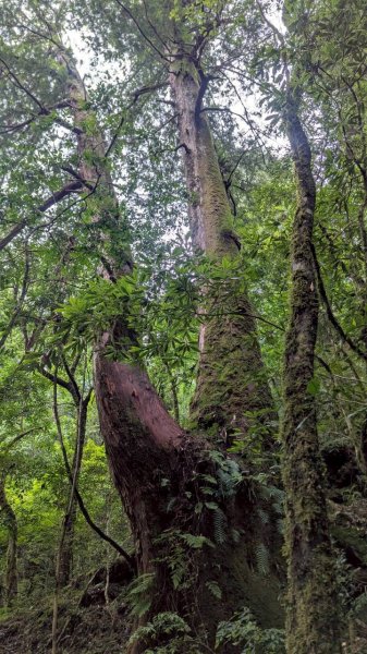鎮西堡巨木步道群 (B區)2861186