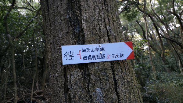 【新北市/淡水區/小坪頂/向天山南峰新徑】向天山南峰.年末回修.全段擴徑完成2391166