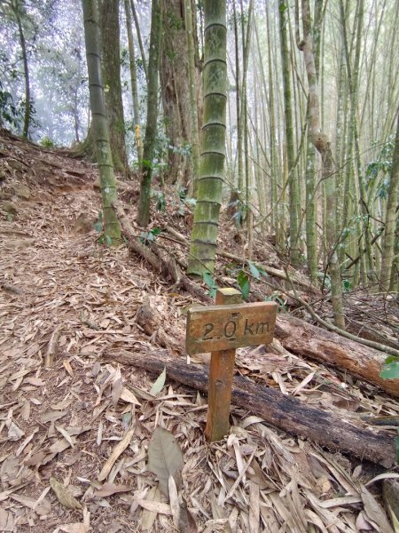 溪頭鳳凰山（米堤飯店香蕉園登山口）2070657