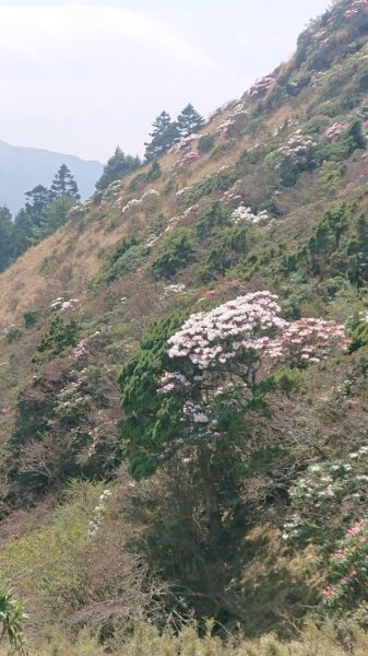 合歡東峰、小奇萊賞玉山杜鵑2542862