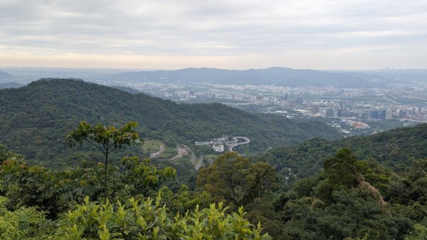 115.05.01天上山-桐花公園之旅3052130