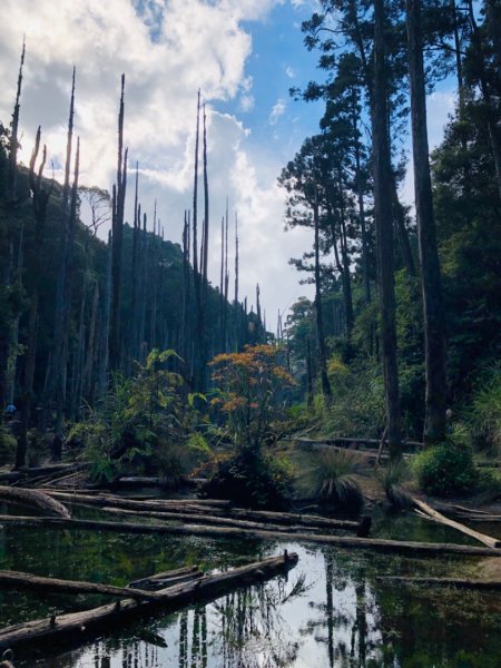 1090718嶺頭山金柑樹山忘憂森林1037379