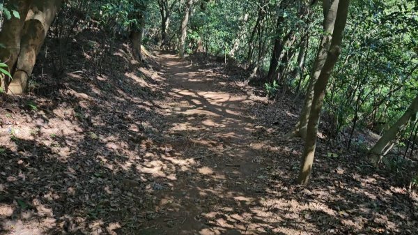 20251215林口森林步道+太平嶺海濱步道2969382