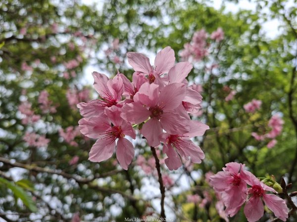 《南投》松濤徐徐｜惠蓀林場關刀山林道上巨松台環山嵐小徑202603213021358