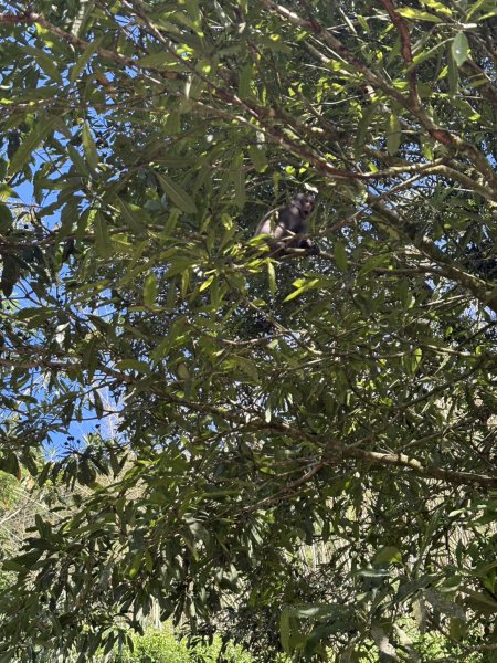 20251004嘉義奮起湖大凍山步道(頂湖)2914903