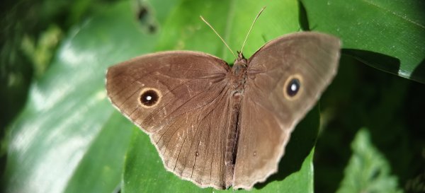 2025/10/26_馬胎古道2925719