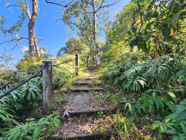 20260214磨碧潭山(坪林上三角崙山失敗中途撤退)回程順遊大尾山步道鬼子瀨尖3010930