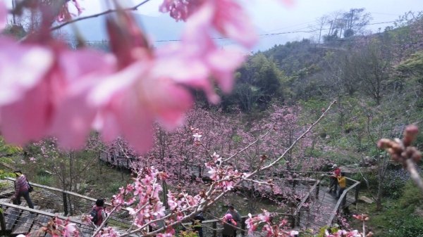 阿里山頂石桌 櫻之道123月櫻花季852346