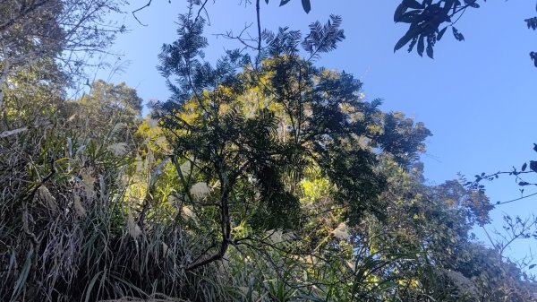 北坑山大板根東洗水山盡尾山東北峰2701734