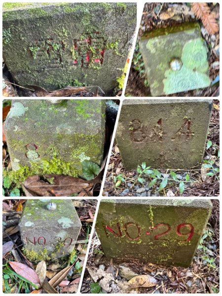 觀霧-榛山步道2926036