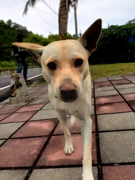 琅嶠卑南古道2700461