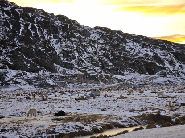 [紐約馬之行-32] 2025_1106 格陵蘭犬2947918