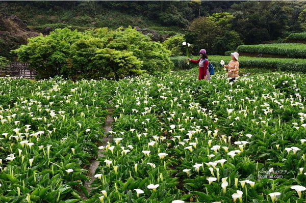 【台北市】總是要朝聖一番的經典美景-竹子湖海芋季