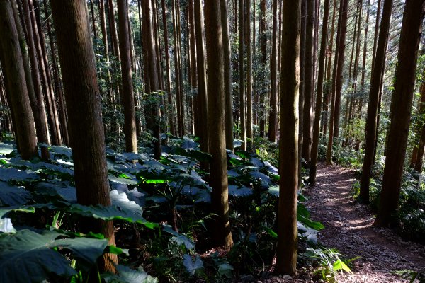 新竹尖石鄉 高島縦走1280664