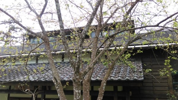 全台最美的森林小學~南投內湖國小468211