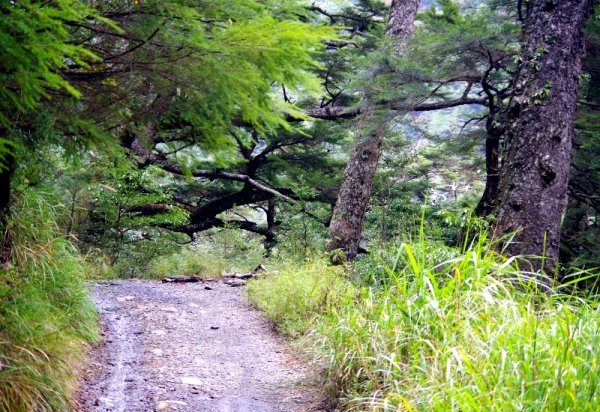 山風15度C吹拂 ~ 合歡溪 步道1551812