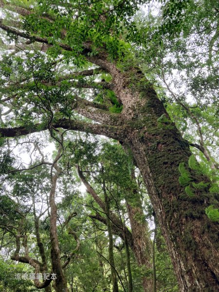 【羅馬縱走】山林巨木饗宴，夏季避暑的縱走路線2888206
