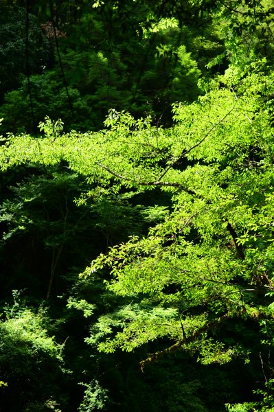 武陵農場~~桃山步道1050918