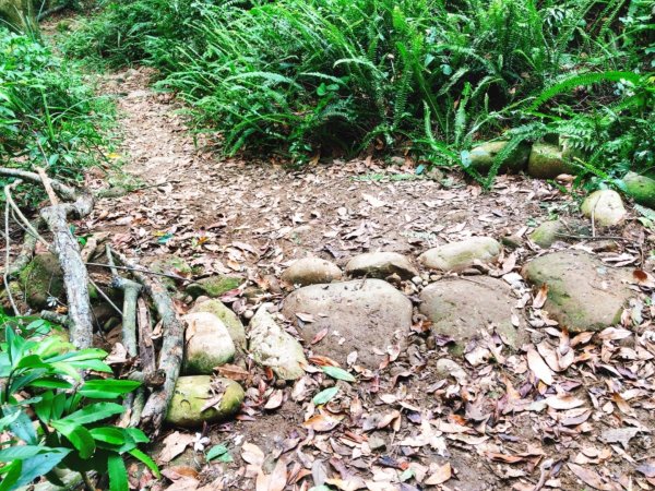 童軍團手作步道體驗in大坑5-1步道580919