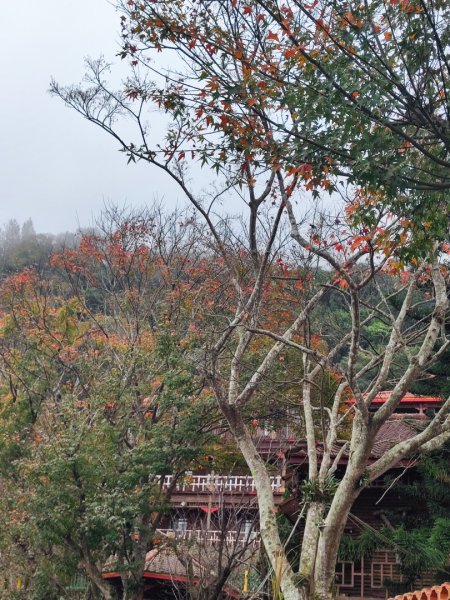 九讚頭車站-大崎棟.茶亭.逃學.騎龍古道20幾K繞大O2972505