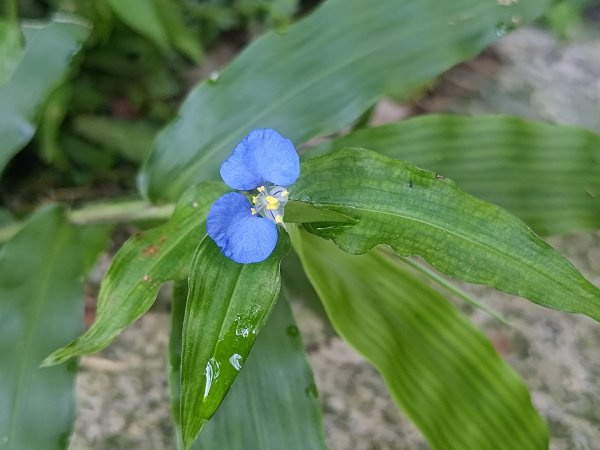 塘湖古道看到的花花草草2593938