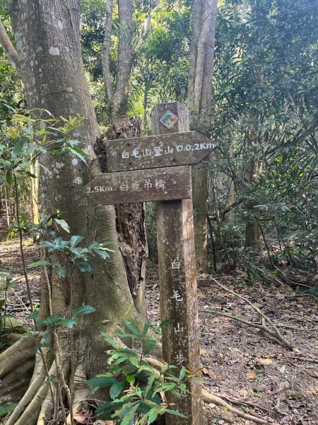 2025/3/22白毛山2823671