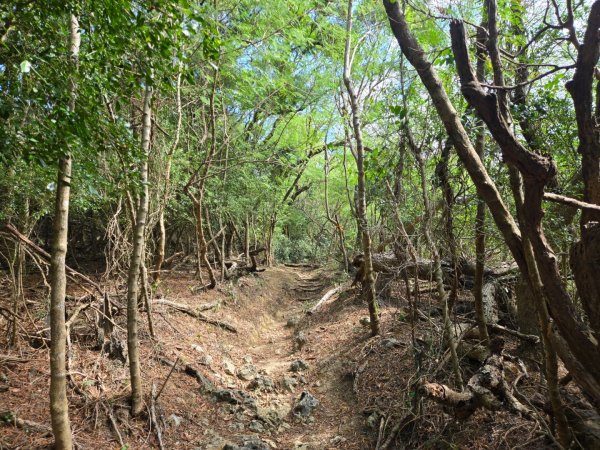 大山母山（小百岳）3007459