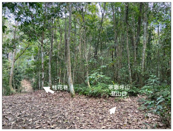 茶園坪山 O型路線2750572