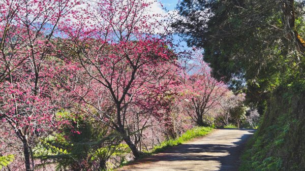 【台灣健行】春艷 • 寶山二集團2698535